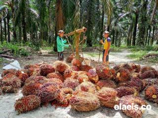 Merangkak Naik, Sawit di Kalbar Dibandrol Rp2,574.76/Kg