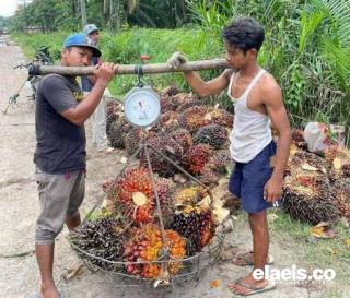 Harga TBS Sawit Swadaya Tertinggi di Sumut Sentuh Rp2.450/Kg