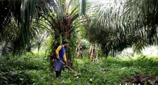 Lebaran, Perawatan Kebun Harus Tetap Jalan