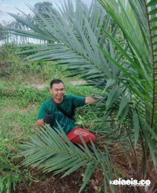 Kakao Tak Produktif, Petani Ini Ganti Tanaman di Lahannya dengan Kelapa Sawit