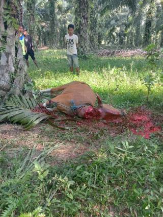 Potong Sapi, Petani Sawit Bagi-bagi Daging ke Warga Desa