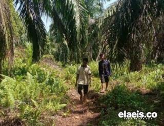 Dinilai Kurang Menguntungkan, Sejumlah Petani Palawija di Mukomuko Beralih ke Sawit