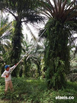 Kendati di Bawah Rp2.000/Kg, Petani Sawit Ini Mengaku Lebih Mending Dibandingkan Lebaran Lalu