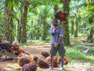 Peminjaman KUR oleh Petani Sawit di Bengkulu Tahun Ini Diprediksi Tetap Tinggi