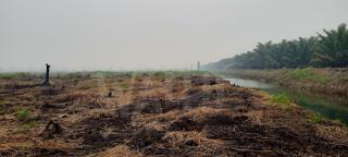 Disbun Jambi Tunggu Komando Terkait 3 Perusahaan Sawit di Kawasan Gambut 