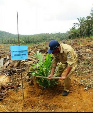 Realisasi Masih Minim, Tahun ini Ketapang Replanting 1.000 Ha Kebun Sawit