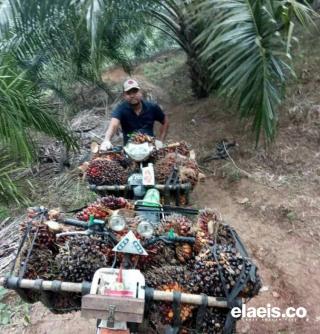 Desak Gubernur Bengkulu Tindak PKS Nakal, APKS: Banyak Petani Panennya Hanya Setengah Ton