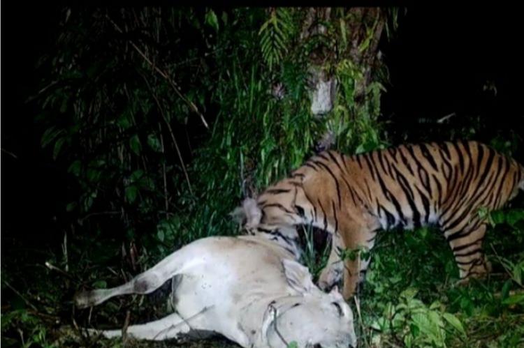 Paska Serangan Harimau di Kebun Sawit, Pemilik Sapi Disarankan Lakukan ini