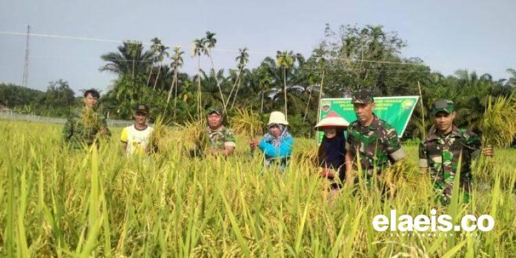 Petani Padi Binaan TNI Panen Raya