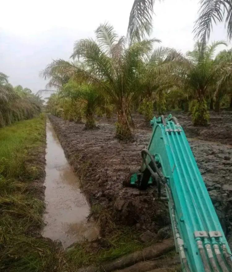 BMKG Bengkulu Sarankan Petani Sawit Mukomuko Bikin Irigasi