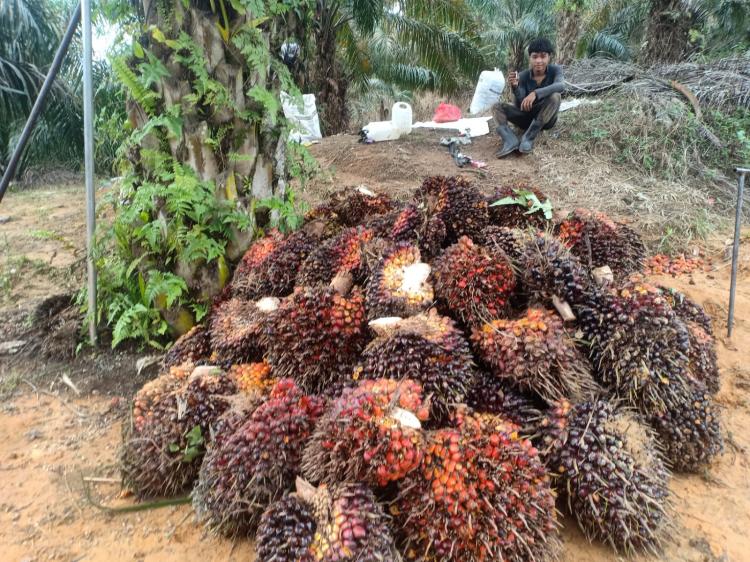 Petani Sawit di Rohul Mengaku Berdarah-darah Gara-gara Hal ini