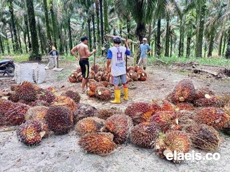 Anjlok Lagi, Harga Kelapa Sawit di Kalbar Kini Rp2.258,99/kg