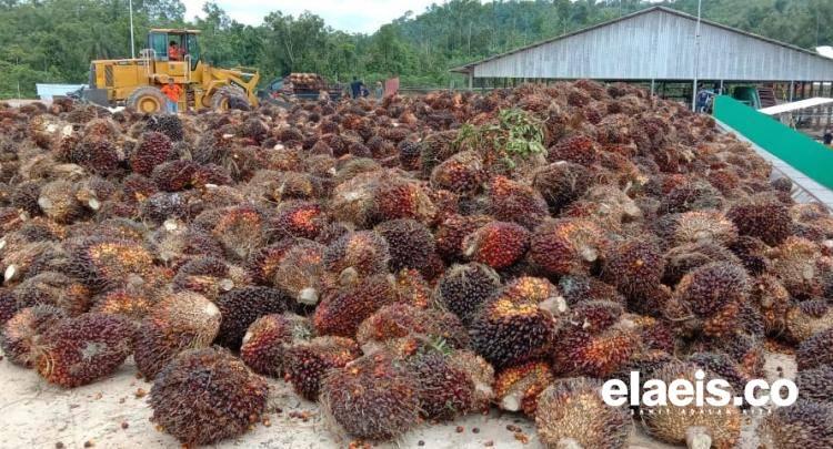 Harga Sawit di Aceh Ambrol, Periode Ini Turun Sampai Rp444/Kg