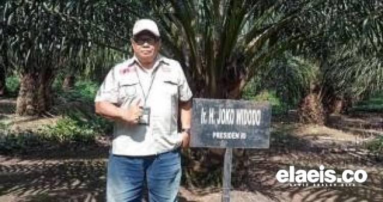 Harga Sawit di Jambi Turun Lagi, Pekan ini Dibeli Rp 2.287,05/Kg