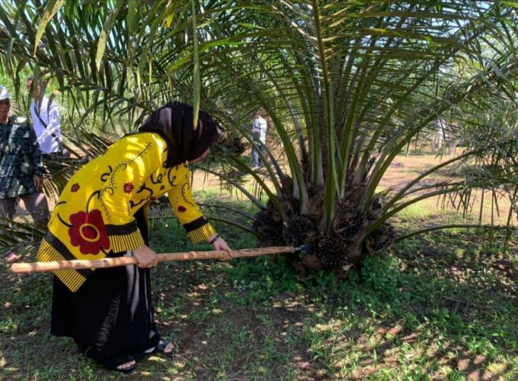 Kebun PSR Seluas 145 Hektare di Benteng Dipanen Perdana, Begini Hasilnya