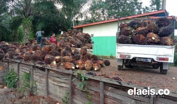 Petani Pasrah, Harga Kelapa Sawit di Kaltim Anjlok Rp198,47/Kg