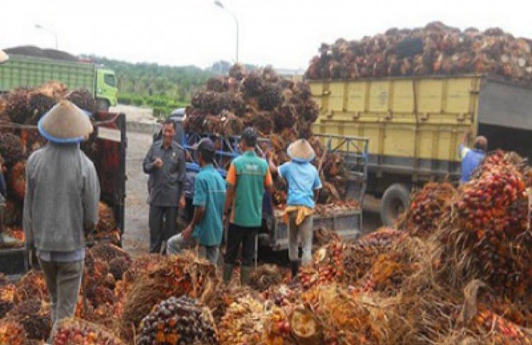 IKN Terus Menggeliat, Petani Kaltim Diminta Jangan Jadi Penonton