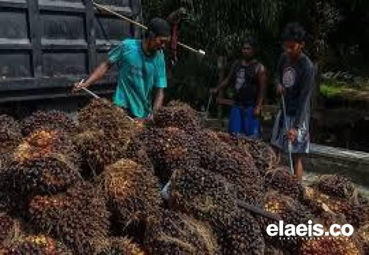 Ambrol Lagi, Harga Sawit di Aceh Hanya Rp2.135,00/Kg