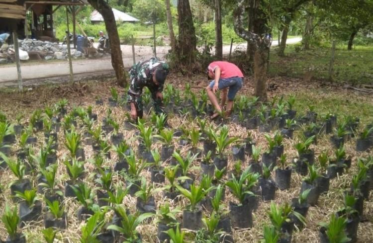 Usaha Penangkaran Sawit Makin Diminati Warga Muaro