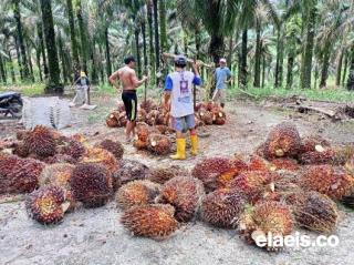 Keheranan Iwan: Lagi Musim Trek, Produksi Belum Normal, Kenapa Harga TBS Sawit Malah Jatuh?