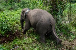 Puluhan Hektar Kebun Kelapa Sawit Petani Dirusak Gajah Liar, BKSDA: Itu Home Rangenya