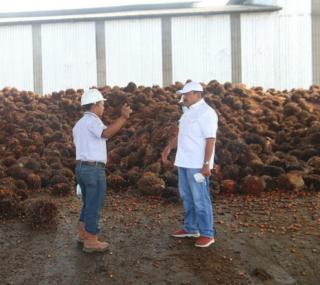 Petani Bengkulu Utara Keluhkan Anjloknya Harga TBS Kelapa Sawit 