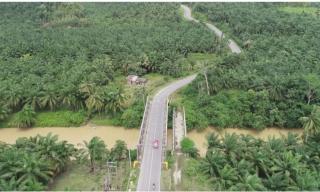 Begini Tingkat Kepatuhan Perusahaan Sawit di Bengkulu Bayar Pajak