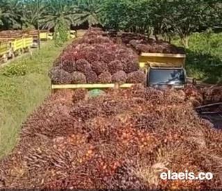 Kembali Merosot, Harga Kelapa Sawit di Sulbar Bulan Ini Hanya Rp2.228,55/Kg