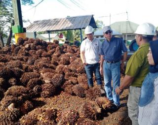 Harga TBS di Bengkulu Turun Jadi Rp 1.822,45/Kg, PKS Dilarang Beli Lebih Rendah