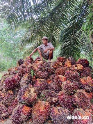 Anjlok, Harga Kelapa Sawit di Kalbar Tinggal Rp2.126,09/Kg