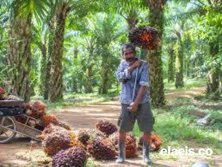 Mau Nilai Tambah dari Komoditas Sawit? Menarik Dicoba Cara Ini