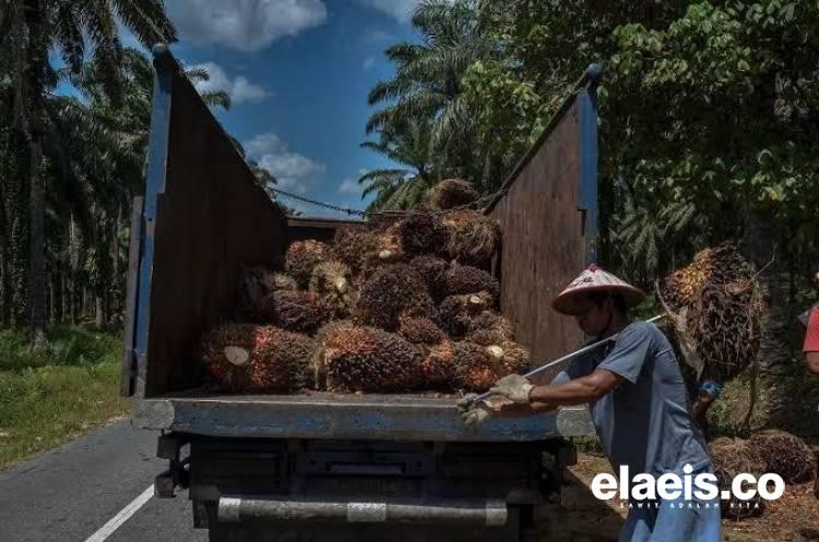 Gubernur Riau Minta Perusahaan Tak Beli TBS Petani Terlalu Rendah 