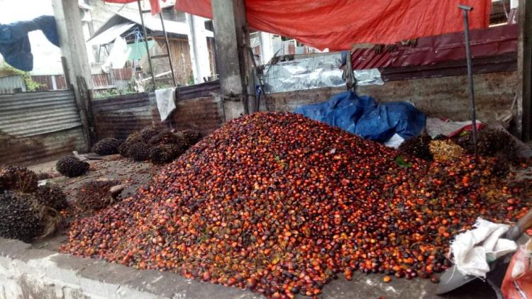 Harga TBS Murah, Petani Sawit Mukomuko Pilih Jual Brondolan