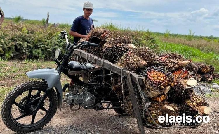 Turun Tipis, Harga Kelapa Sawit di Sumut Dibandrol Rp2.251.14/Kg