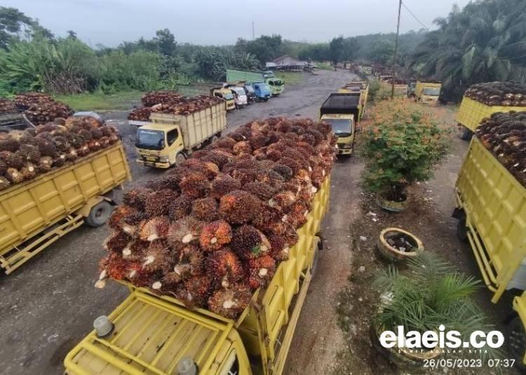 Harga Sawit di Kalbar Anjlok, Pekan Ini Hanya Rp2.065,05/Kg