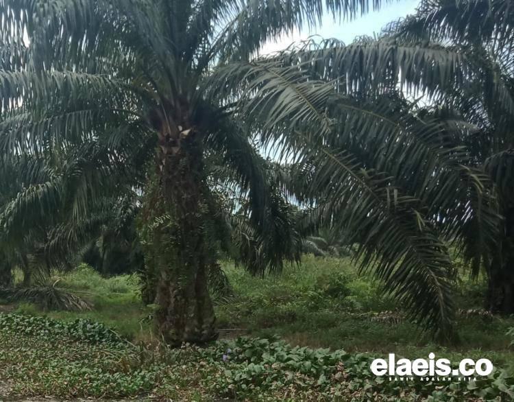 Perkembangan Mutakhir Industri Sawit Indonesia: Pola PIR, Pintu Masuk Rakyat dalam Perkebunan Sawit