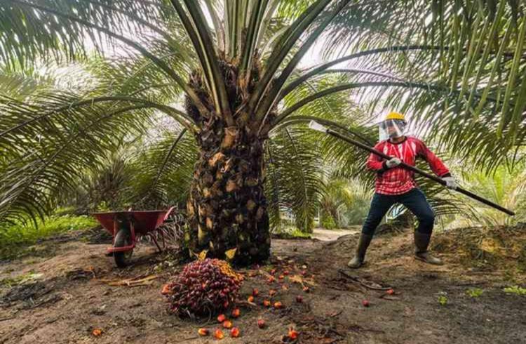 Petani Sawit Diminta Selalu Gunakan APD dan Ikut BPJS Ketenagakerjaan