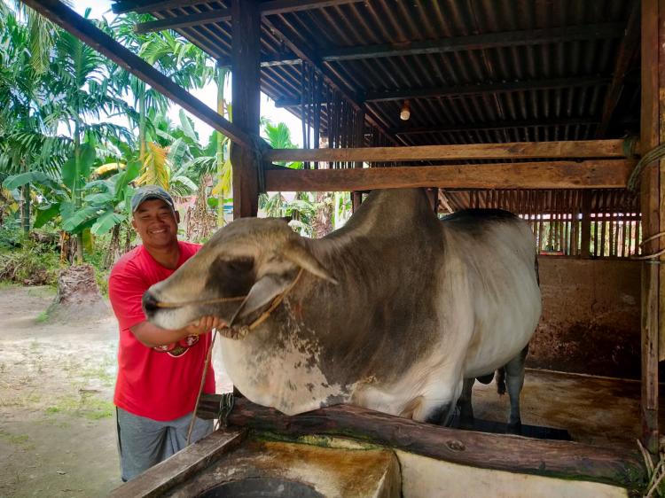 Kisah Dek Suroh, Sapi Kurban yang Dibeli Presiden Jokowi di Inhu