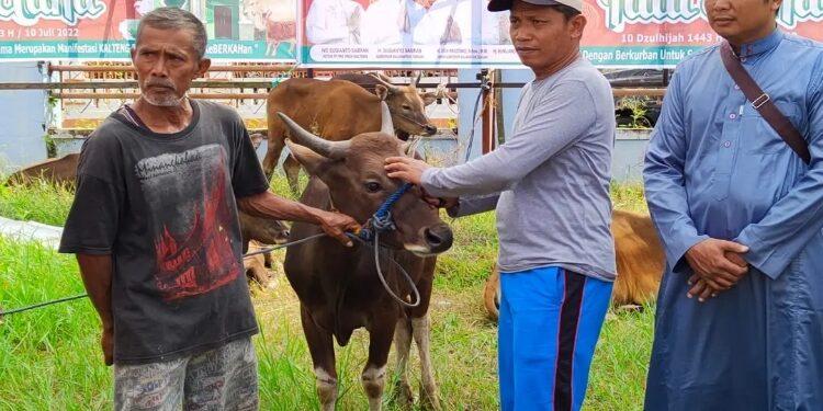 Manfaatkan Gulma, Daerah ini Mau Kembangkan Integrasi Sawit dan Sapi