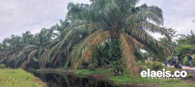 741,37 Hektar Kebun Sawit Petani di Rohul Diusulkan untuk Diikutkan Program PSR