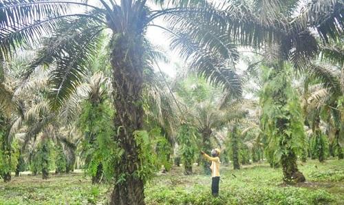 1.064 Hektar Kebun Sawit Petani Kepenuhan Rohul Bakal Diajukan untuk PSR