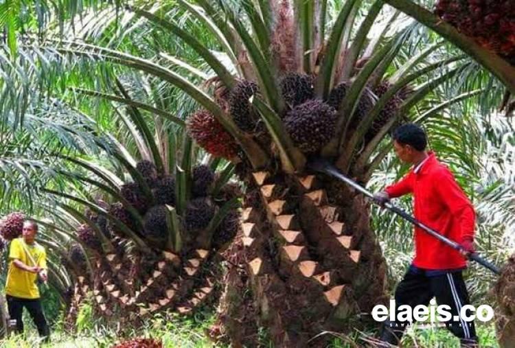 Harga Referensi CPO Turun 10,87 %, Kemendag Beberkan Biang Keroknya