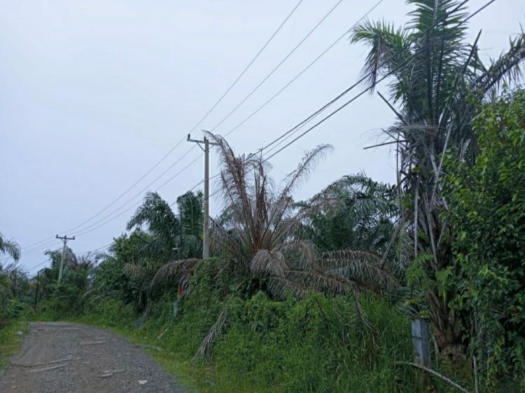 Petani Diingatkan Jangan Tanam Sawit di Dekat Jaringan PLN