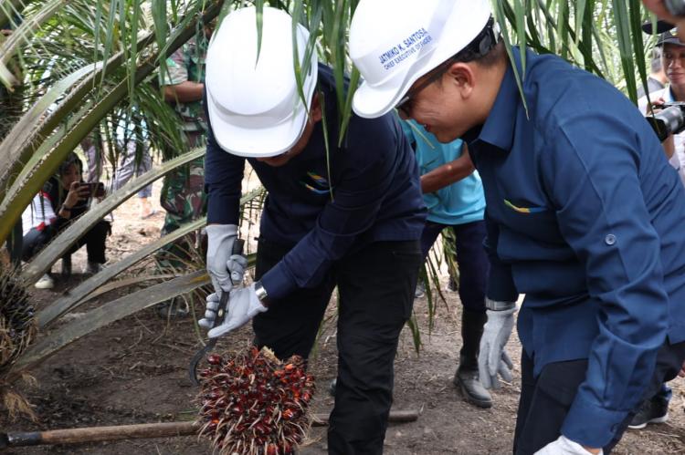 Sukses di Riau, Program Peremajaan Sawit  PTPN V akan Diterapkan Secara Nasional