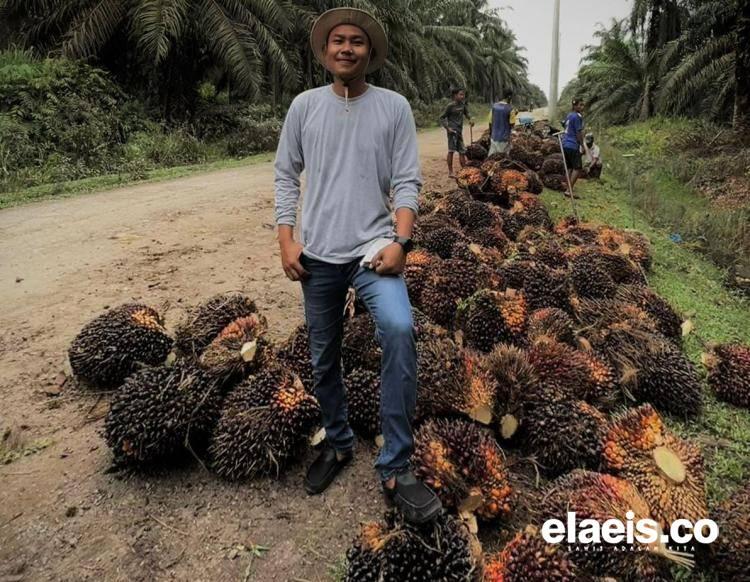 Petani Jambi akan Dorong Penetapan Harga Swadaya Seperti di Riau