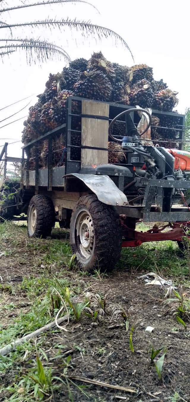 Banyak Angkutan Sawit Modifikasi Beroperasi di Kebun Sawit, Salah Siapa?