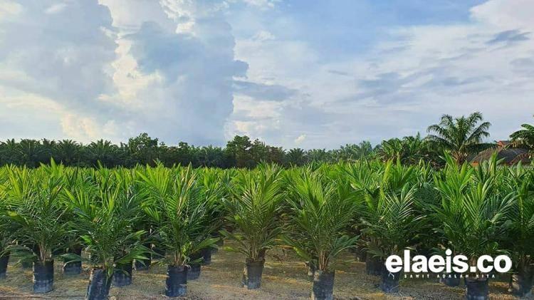 Petani Khawatir Maraknya Penjualan Bibit Sawit Online