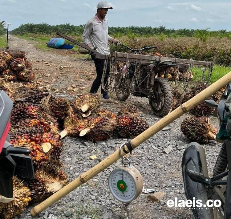 Sawit di Sumut Kini Dihargai Rp2.389,85/Kg, Ketua Apkasindo Sebut karena Faktor Ini