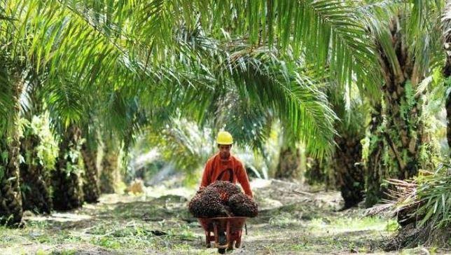 Pengembangan Potensi Agrowisata Sawit di Bangkulu Idealnya dengan Melibatkan Partisipasi Masyarakat