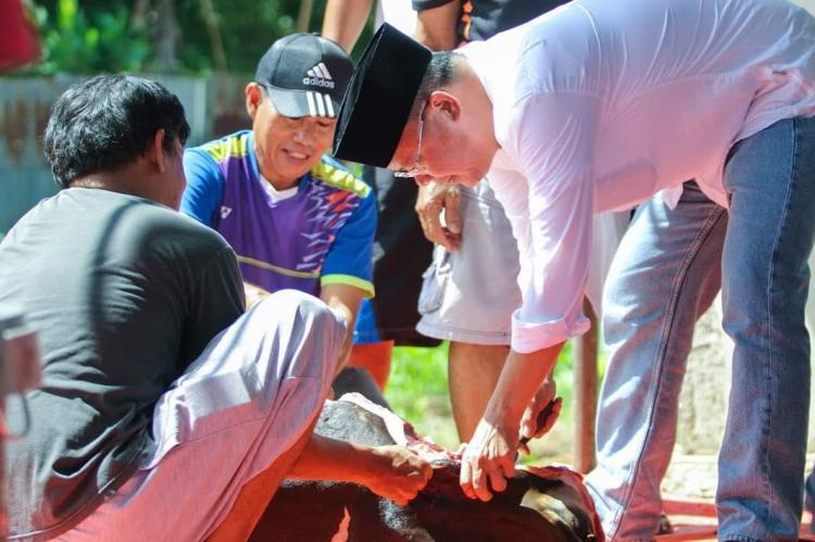 Sukses Integrasikan Sawit-Sapi, Idul Adha di Bengkulu Tanpa Hewan Kurban Impor